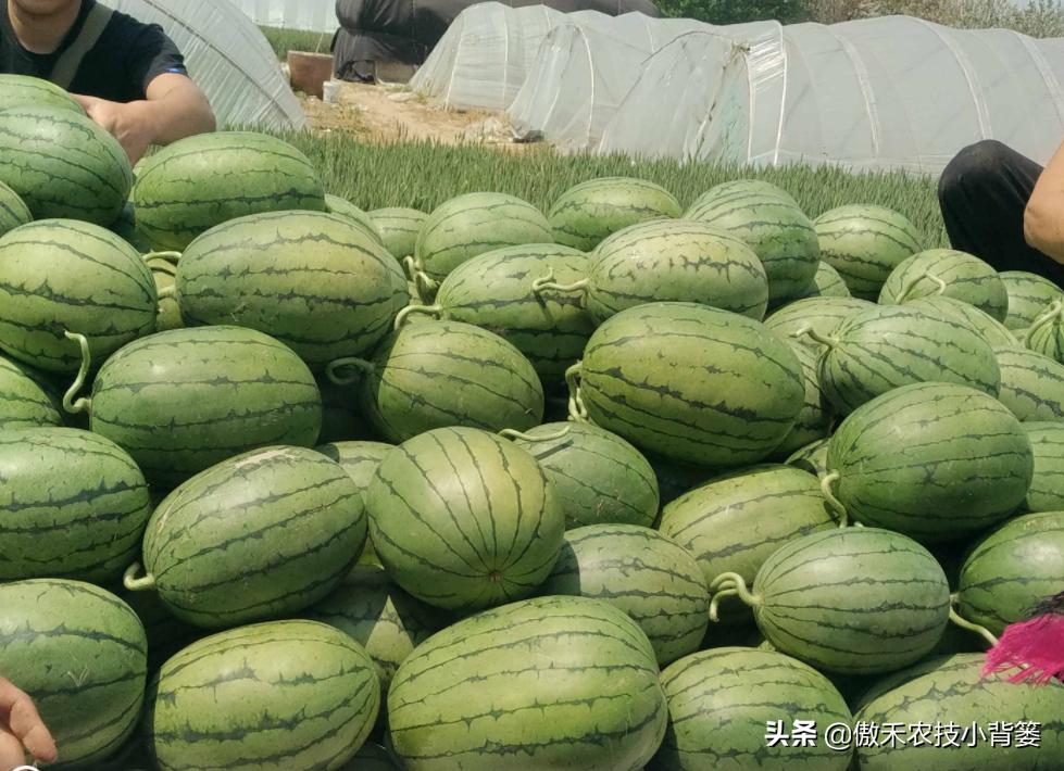 甜王西瓜种植全套技术,金纯甜王西瓜种植前景
