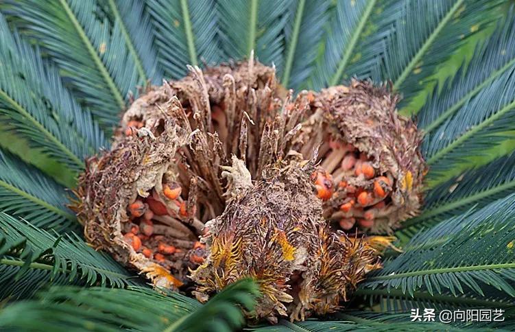 侏罗纪时代的绿植，霸王龙的零食，活了1亿7000万年，它就是铁树