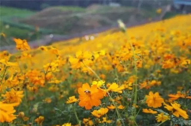 静是一种力量一种福气,西双版纳这边旅游