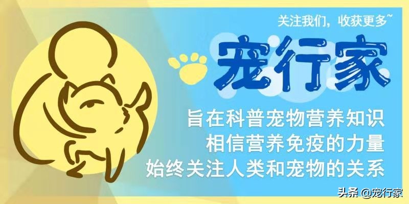 两个多月的猫咪食欲不佳怎么办,猫咪闹情绪不吃东西