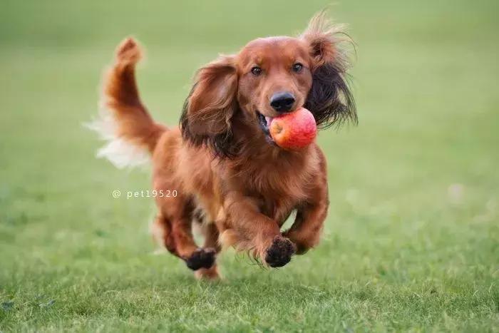 狗狗吃香蕉有什么好处,一个多月的狗狗可以吃香蕉吗