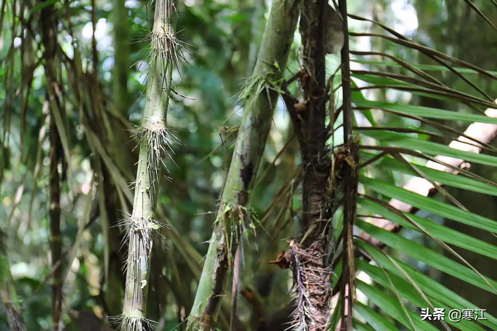 亚马逊热带雨林食人花奇妙之旅,去亚马逊热带雨林探险