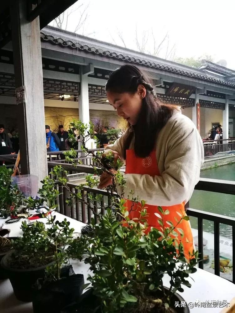 女盆景师丁昕,丁昕盆景