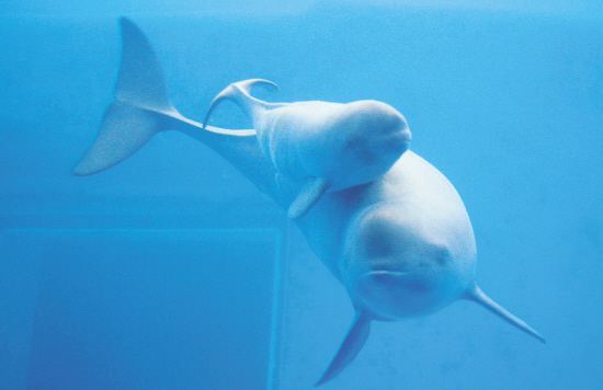 长江珍贵动物,长江唯一哺乳动物