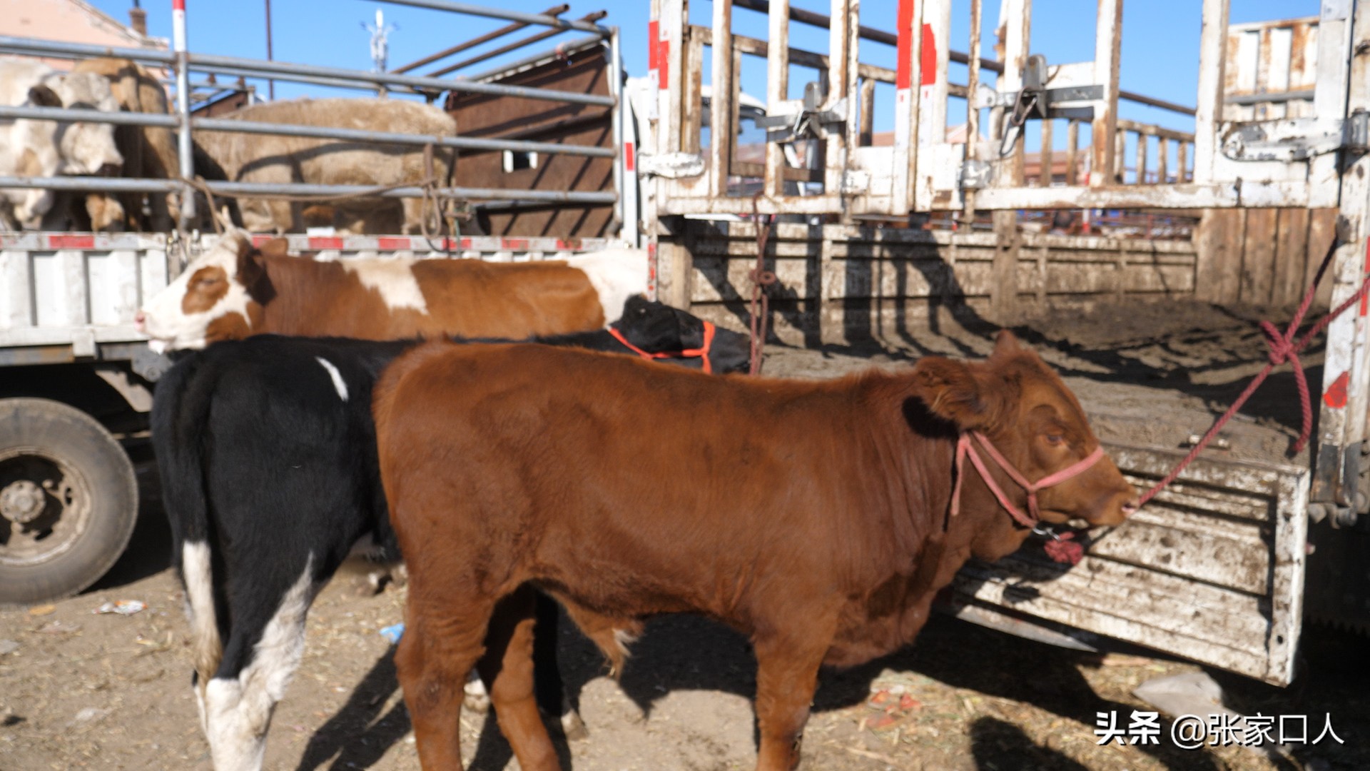 牙纪是古老的行业，在张北牲畜交易中心年轻人都在干，什么原因？