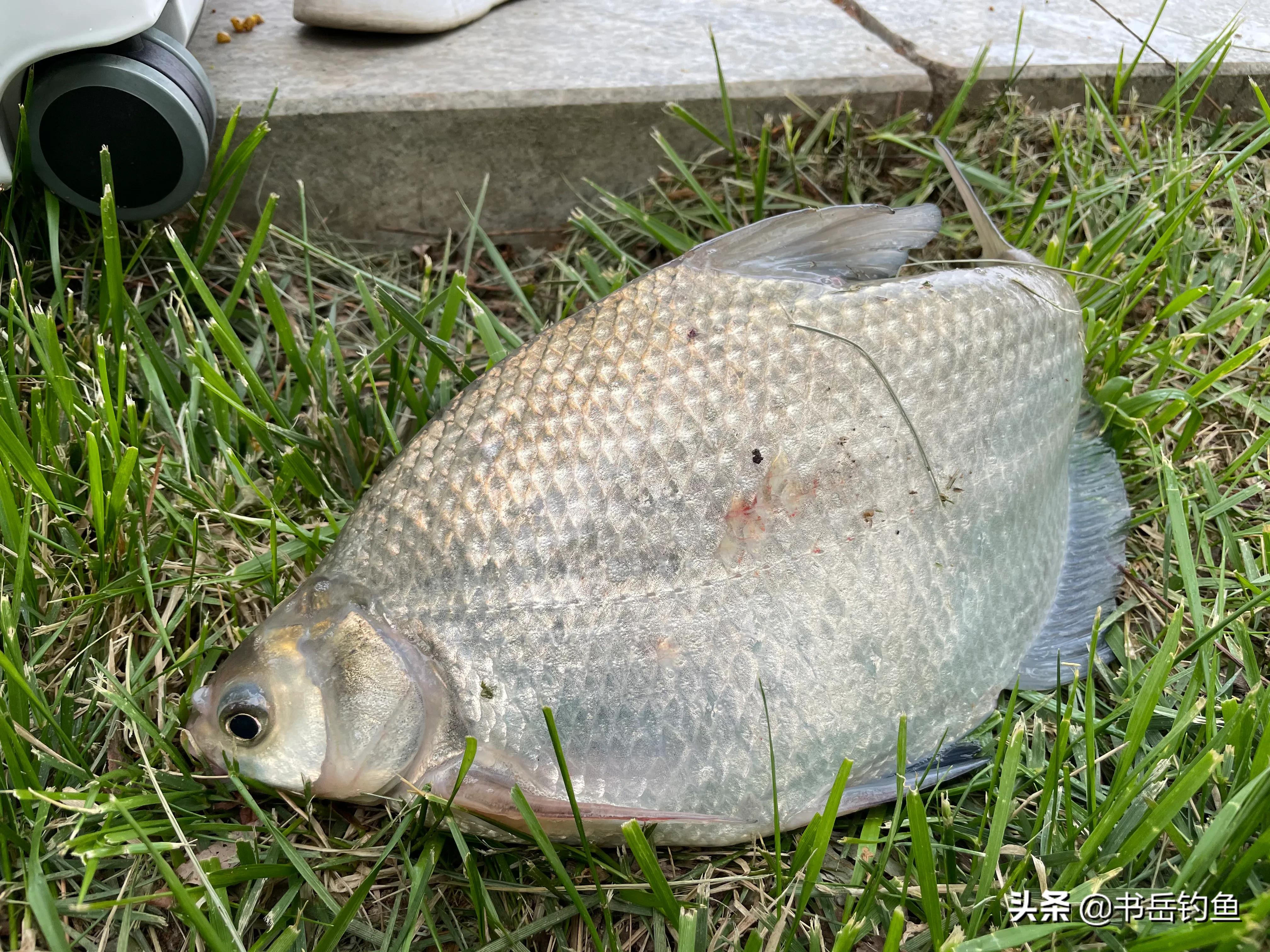 双十一钓鱼用什么钓具好,什么时候买钓具便宜