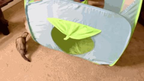 黄鼠狼黄大仙的视频,黄鼠狼捕捉黄大仙