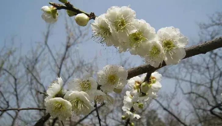 这些梅花真是美不胜收,所有梅花类型