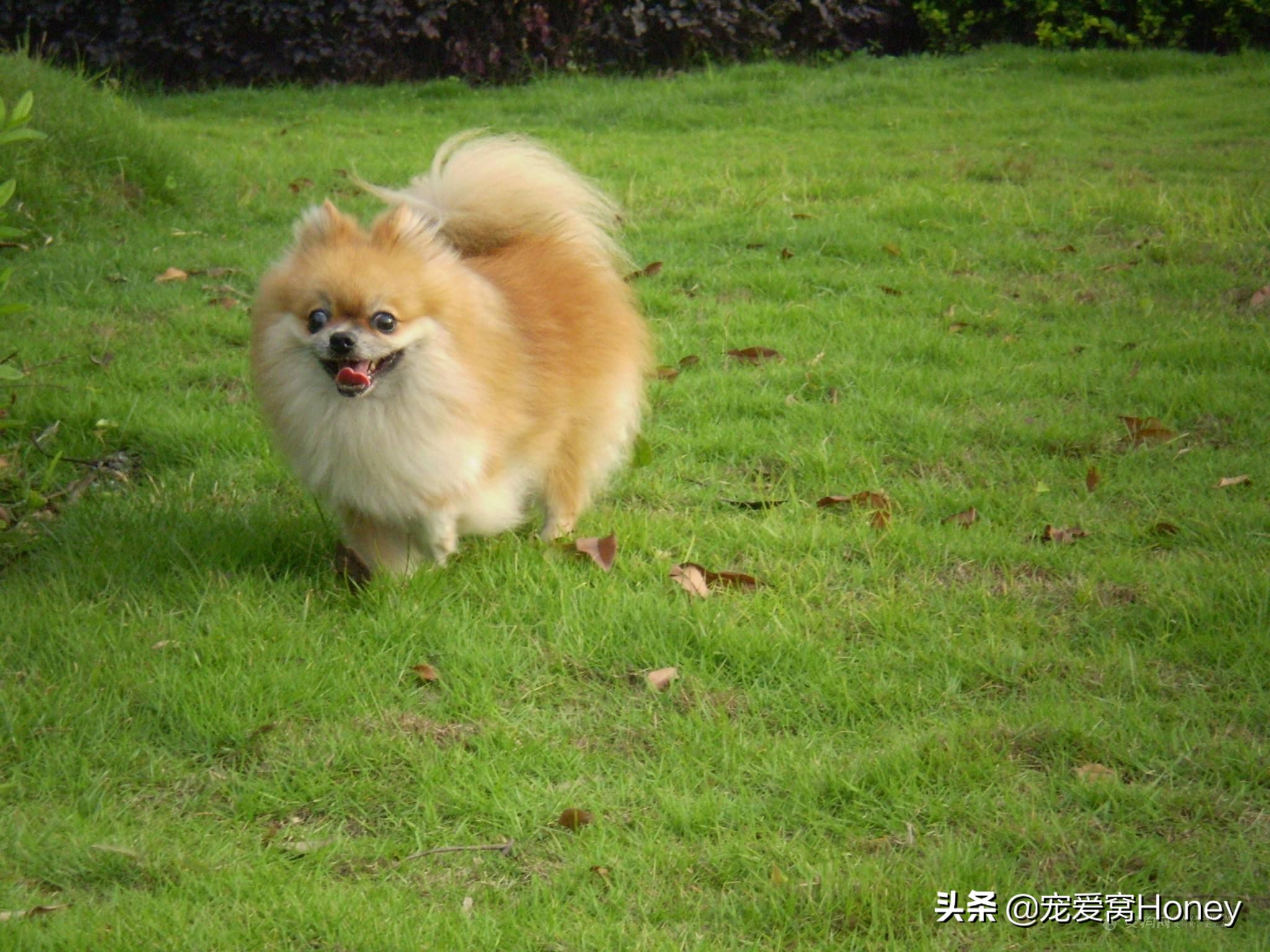 博美狗狗生病特效药,博美狗狗得了细小该怎么治