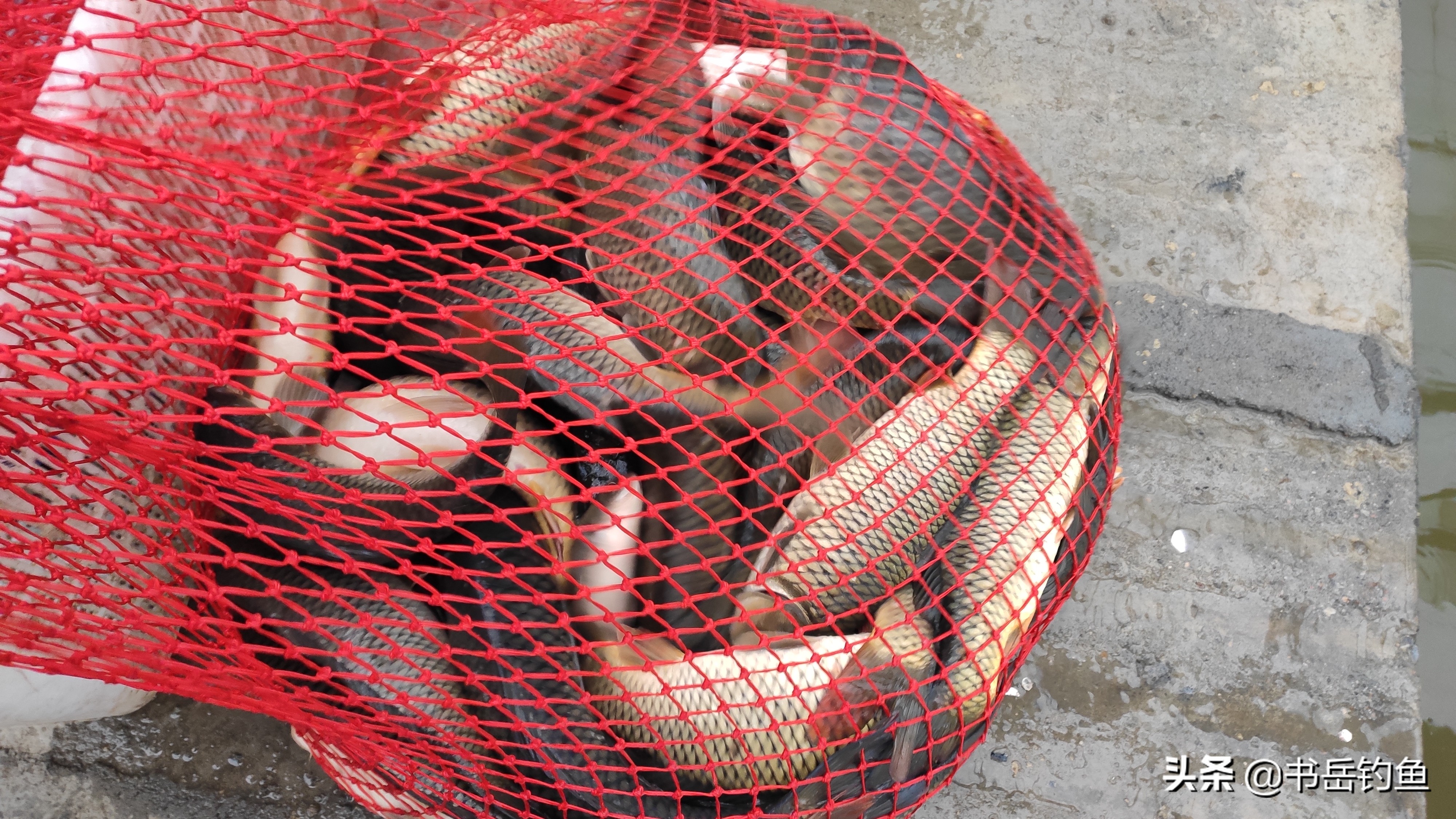 钓鱼颗粒的正确挂法图,钓鱼的颗粒饵