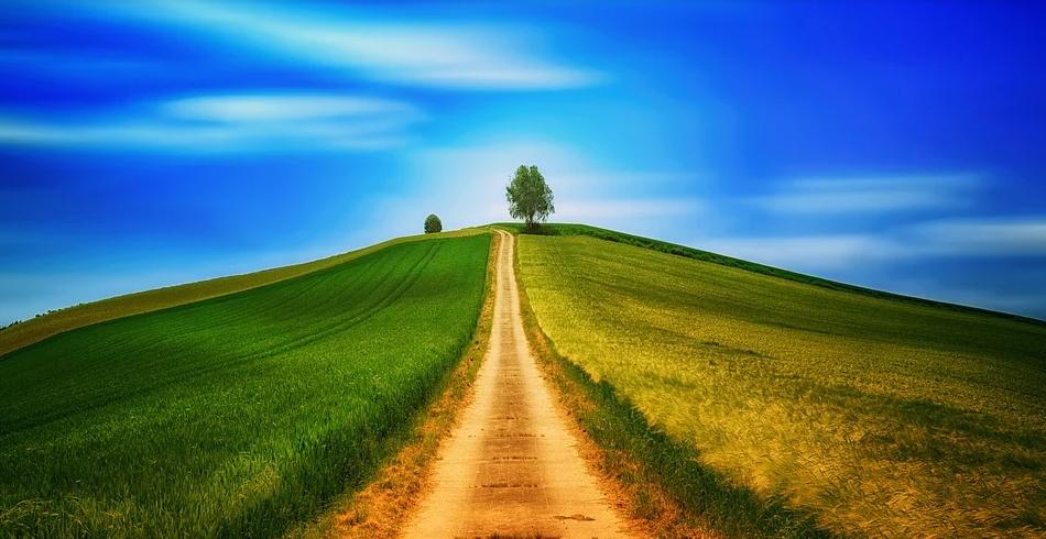 tree植树节,外国的植树节在哪里