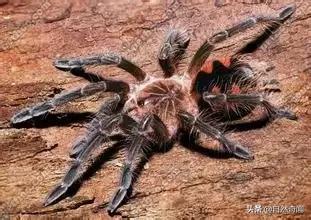 亚马逊有多少动植物,亚马逊盘点