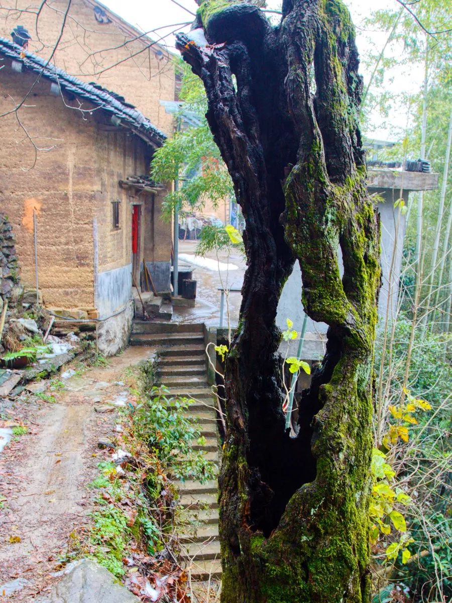 秘境蜘蛛恐惧症任务,破碎之地秘境剧毒蜘蛛怎么打