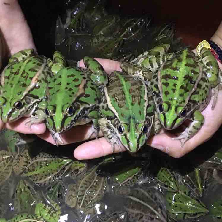 80后创业养殖青蛙视频,农民养青蛙致富项目