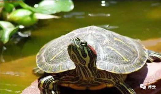 福寿螺为什么成为我国的入侵物种,鲤鱼小龙虾福寿螺都是入侵物种吗