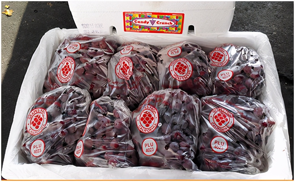 提子品种和介绍 (提子的品种都有哪些)