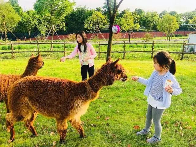 上海最大薰衣草公园,上海薰衣草公园迪士尼