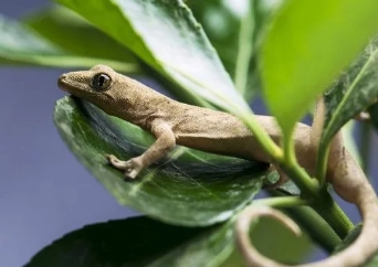 鐖北铏庣殑澹佽檸,鐖北铏庣殑鍙舵焺