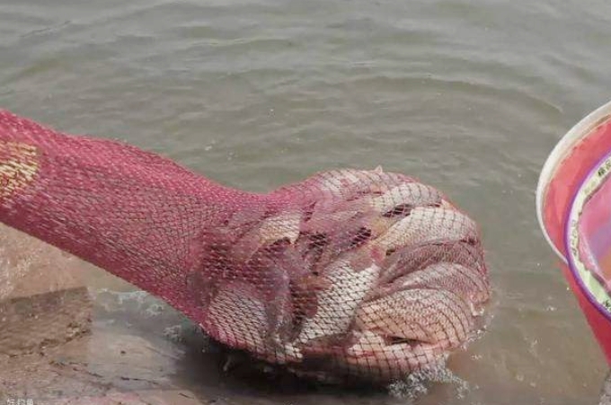 饵料用不完,就别再扔了,这才是最佳的处理方式,十之八九你不知