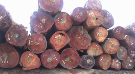 刺猬紫檀未来趋势,2018刺猬紫檀