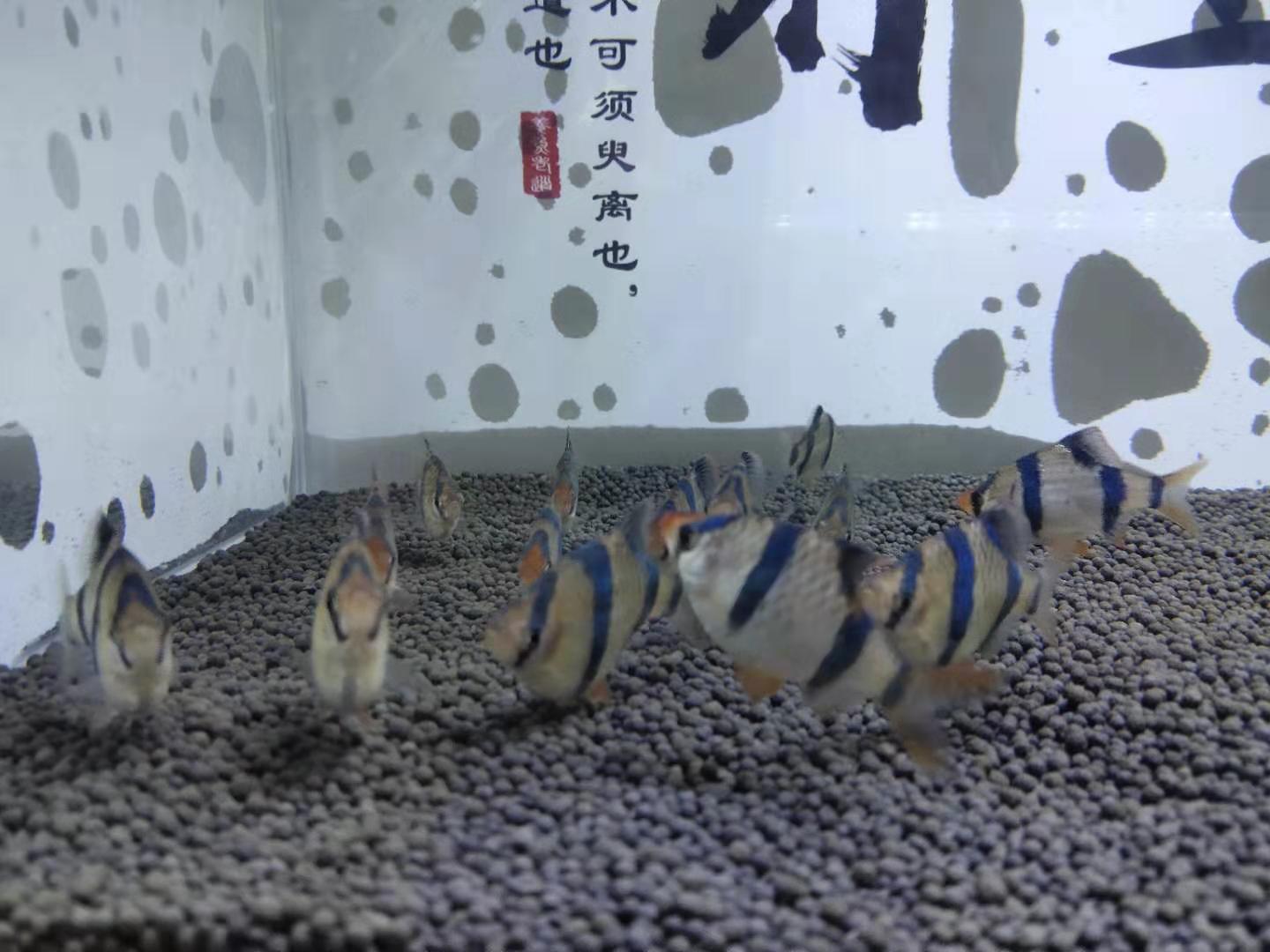 硝化细菌放进去多久有效果,放了硝化细菌多久能见效