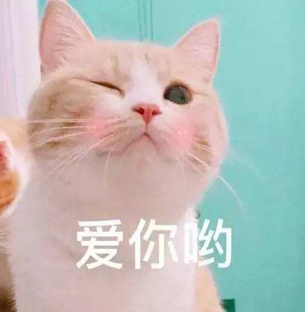 猫咪踩奶的行为是想妈妈了吗,如何看待猫咪踩奶