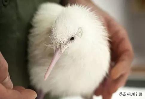 罕见动物60种大开眼界,十种罕见动物