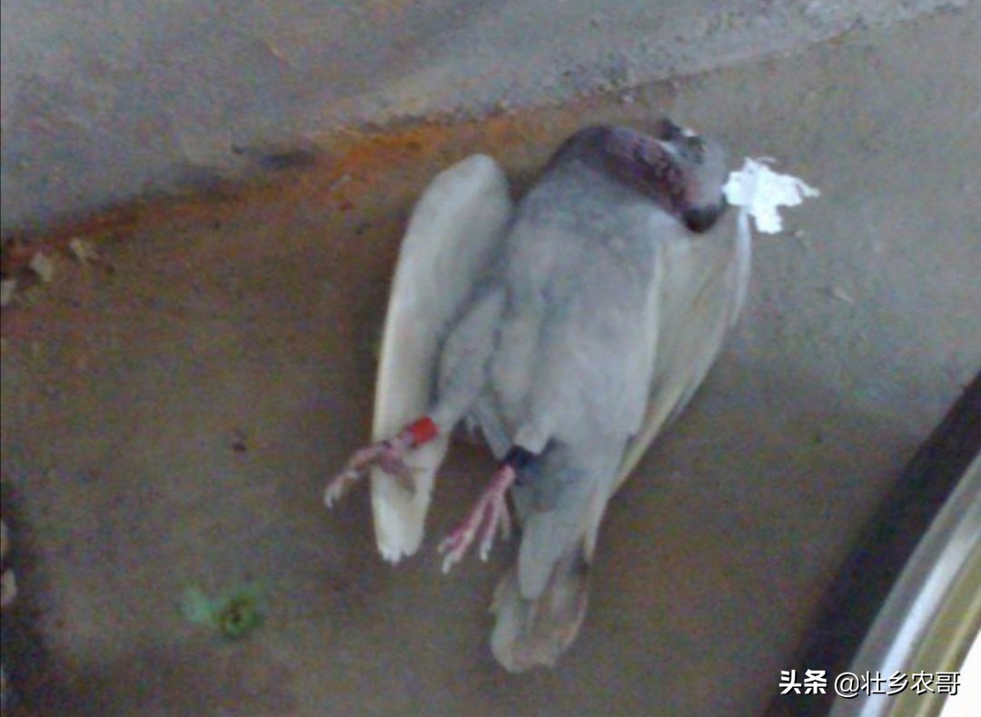 鸽子嗉囊炎可以喂玉米吗,鸽子嗉囊炎预防用什么药