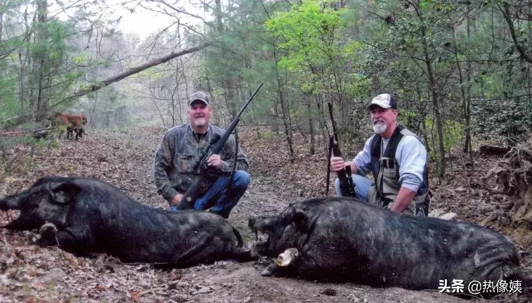 打猎高手被打脸：误把家猪当成野猪打！夏季热像仪狩猎指南