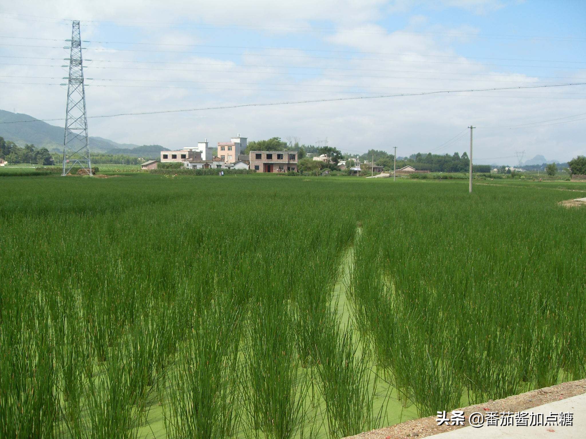 荸荠的旱地种植技术,荸荠高产高效栽培技术书籍