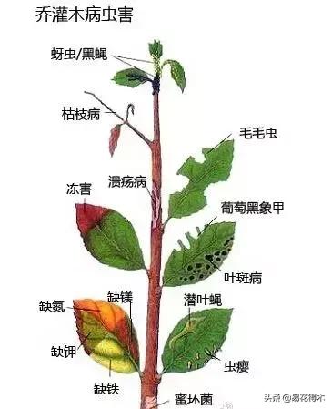 盆栽小黑飞虫怎么治,盆栽有小飞虫怎么处理