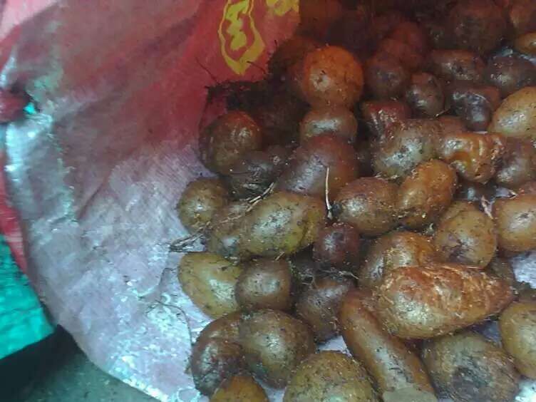 石黄皮肾蕨,野草肾蕨