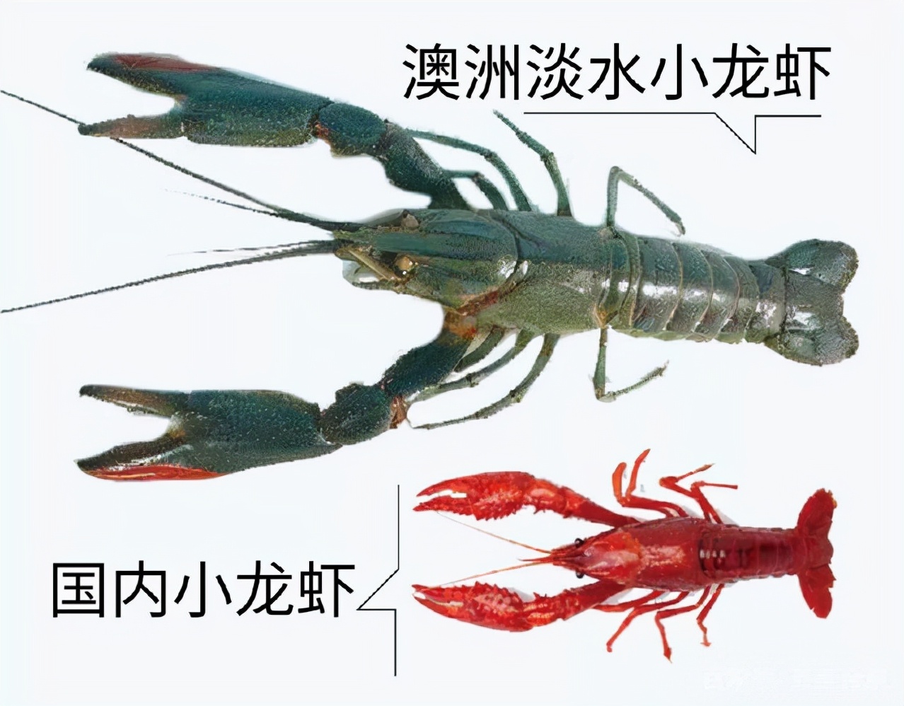 *疆新**男子沙漠5亩池塘养澳洲淡水虾，个头比手掌大，亩利润达万元