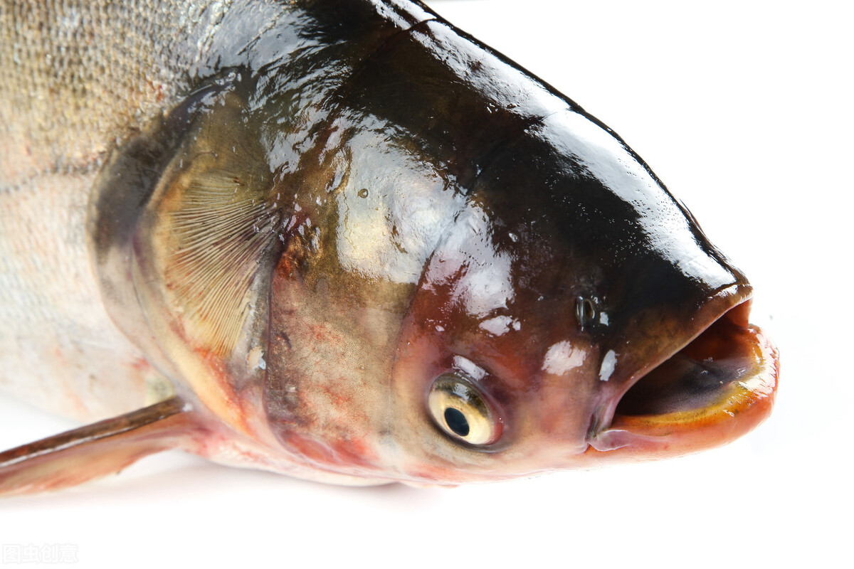 四大家鱼里为什么没有鲤鱼 (四大家鱼为什么没有鲤鱼和鲫鱼)