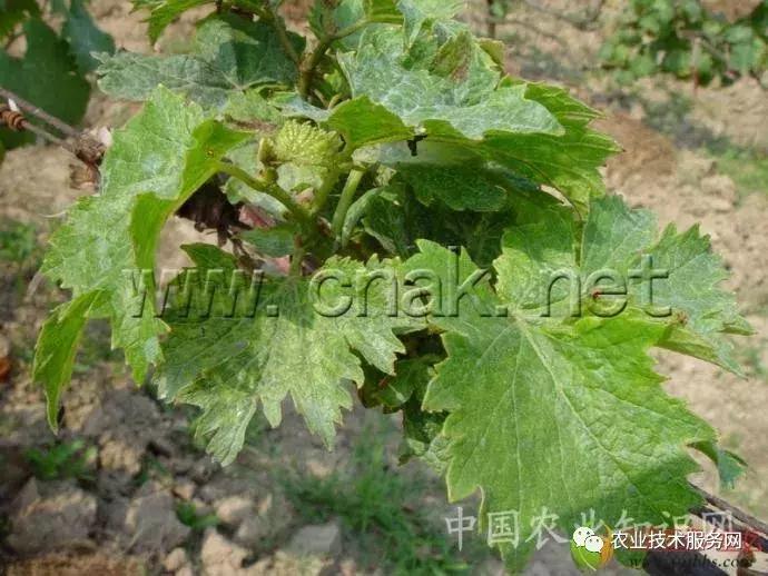 葡萄花前主要病害,葡萄病害图片大全大图