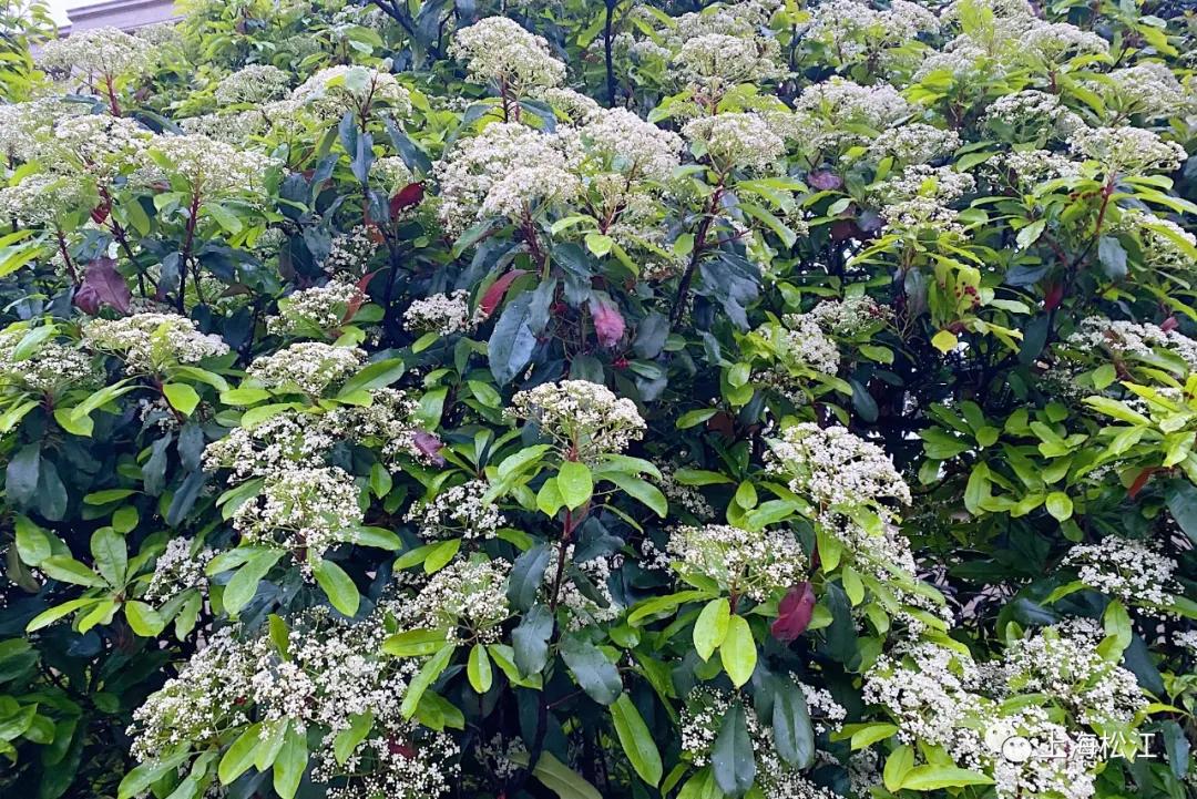 这几天的松江，可真叫人左右为“楠”……