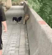 让人一看就能笑死的沙雕图片,史上最沙雕的100张图片