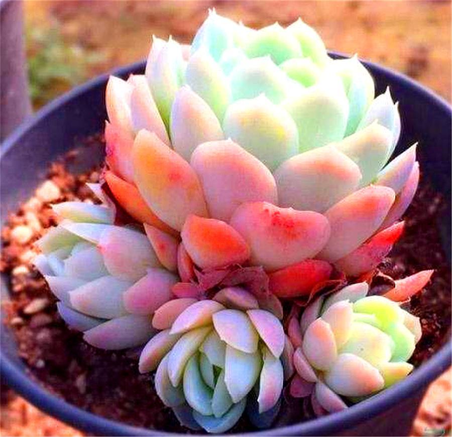 多肉冰梅的养殖方法和注意事项,多肉冰梅夏天好度夏吗