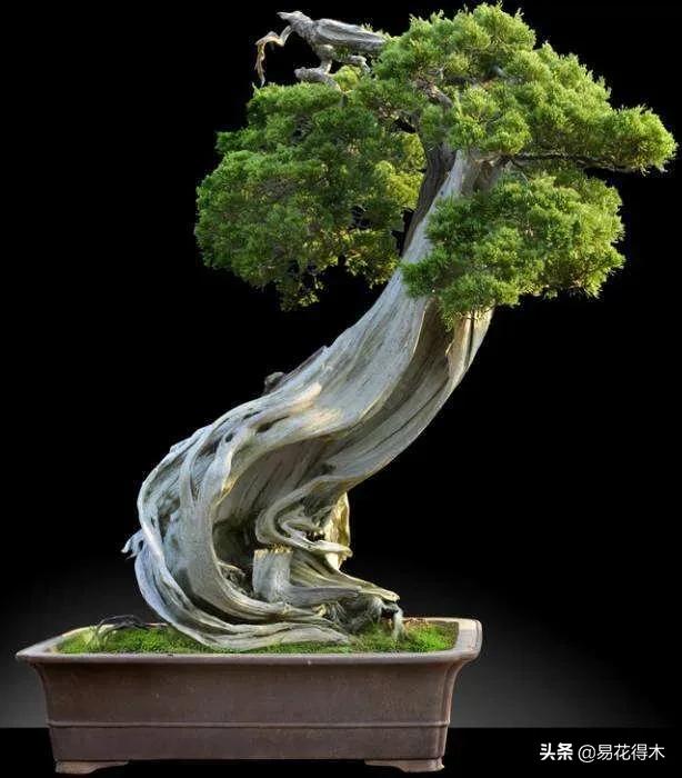 盆景舍利什么时候刷石硫合剂,舍利干罗汉松盆景