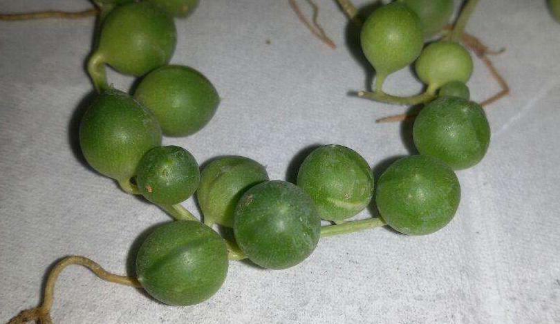 佛珠吊兰藤蔓的养殖方法,多肉吊兰佛珠养殖方法