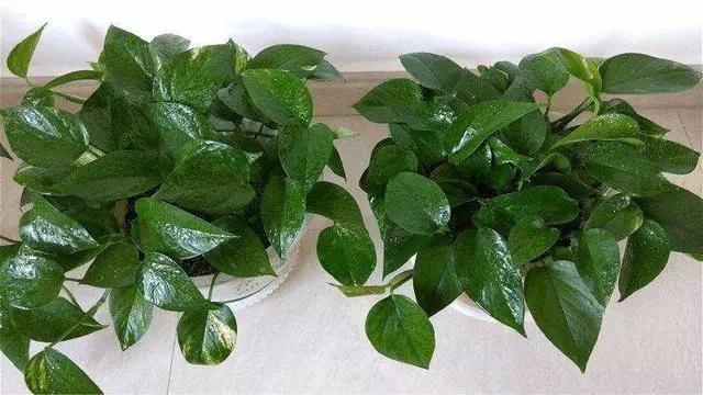 绿萝冬天蔫了软趴趴的怎么回事,绿萝冬天放在泡沫箱里能过冬吗