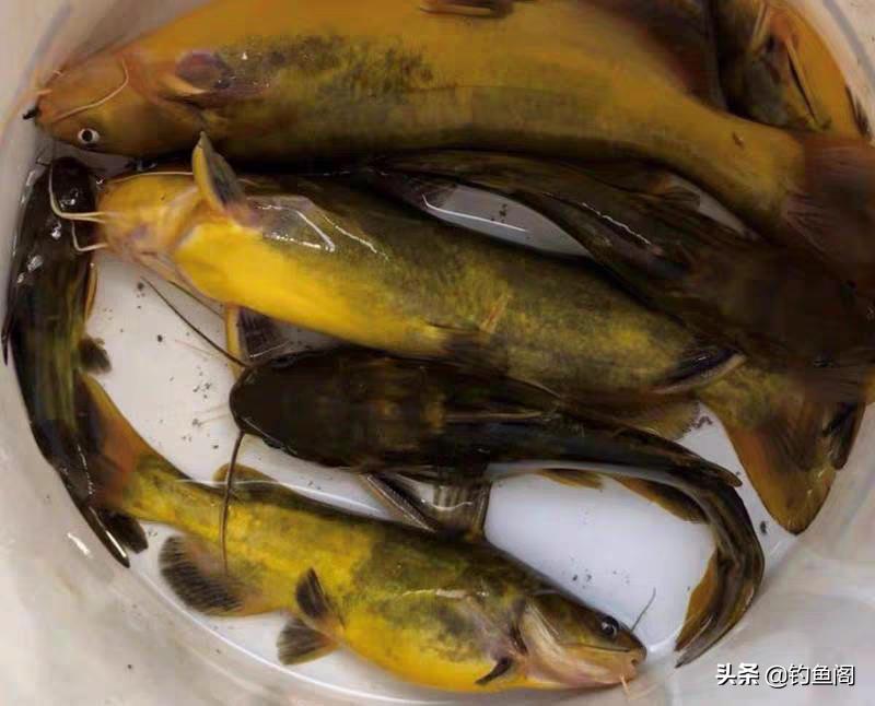 春雨钓鲫鱼技巧,野钓黄辣丁怎么钓
