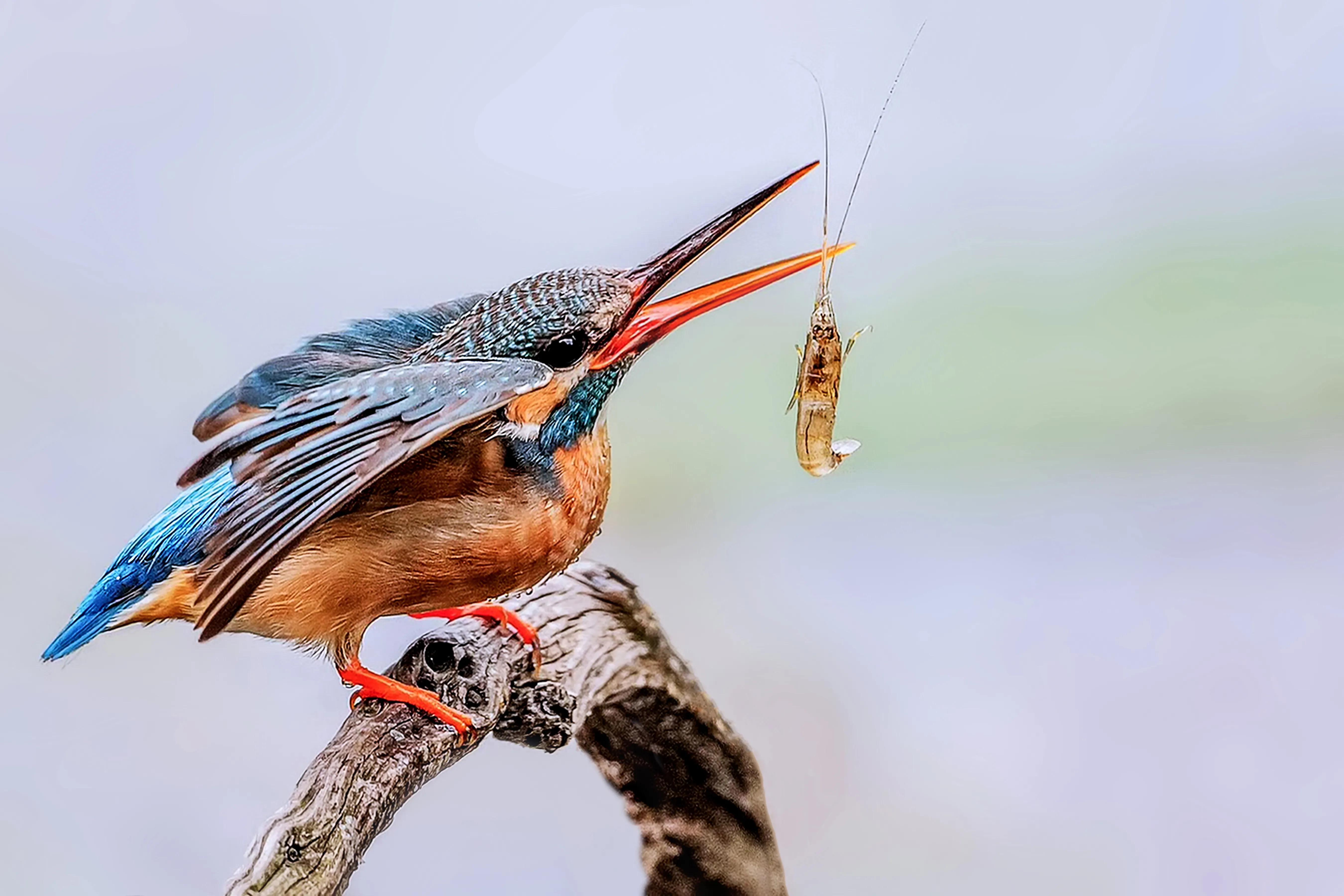 「关于“打鸟”」器材选择、机镜操控、拍摄习惯、注意事项等浅析