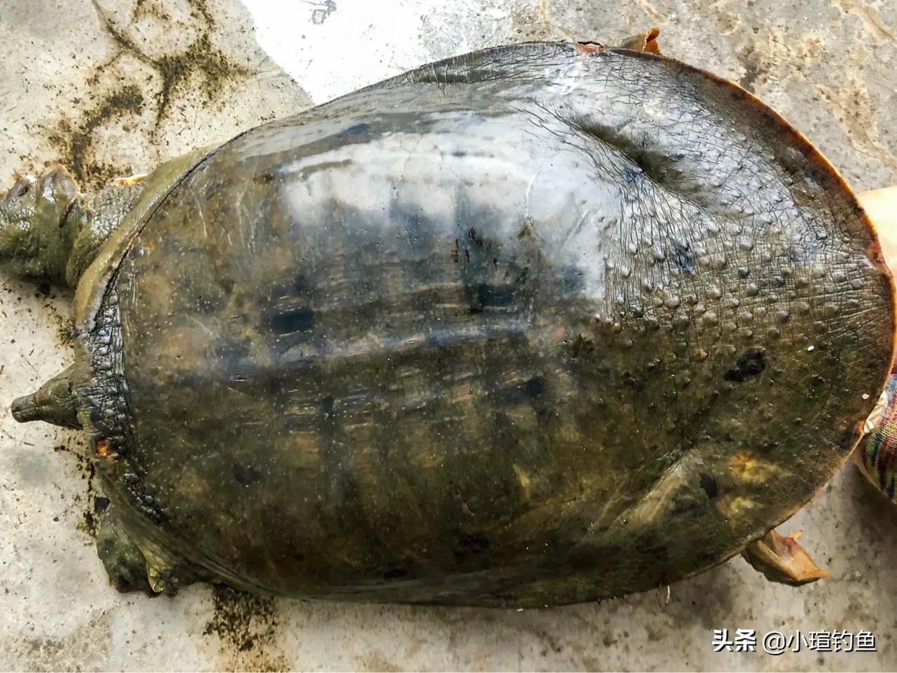 甲鱼早钓好还是晚钓好,甲鱼不会取钩