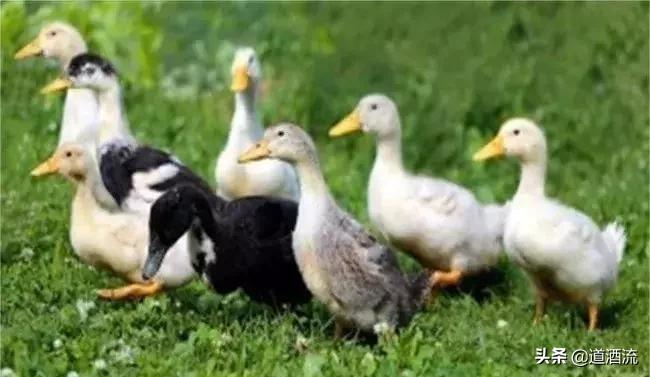 鸭中暑的最佳治疗方法,鸭中暑的症状怎么放血