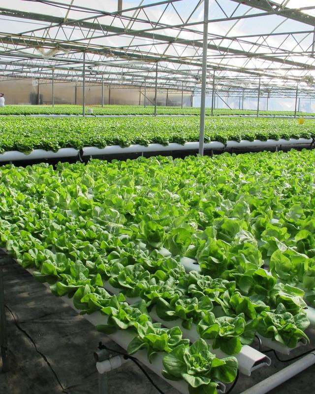 智能玻璃温室大棚一平方要多少钱,草莓连栋玻璃大棚造价多少钱一平