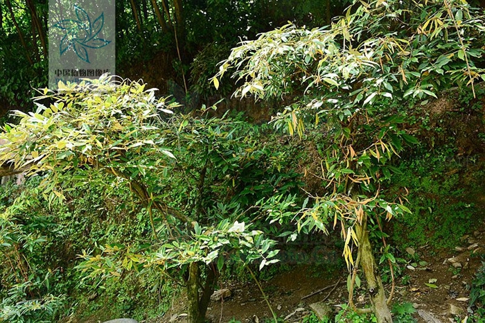 补阳丹主治功效,八宝丹治疗跌打损伤