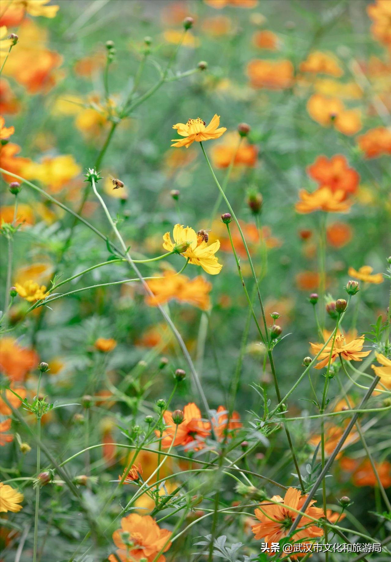 十大赏樱花胜地,赏樱必去武汉四大绝美樱花园