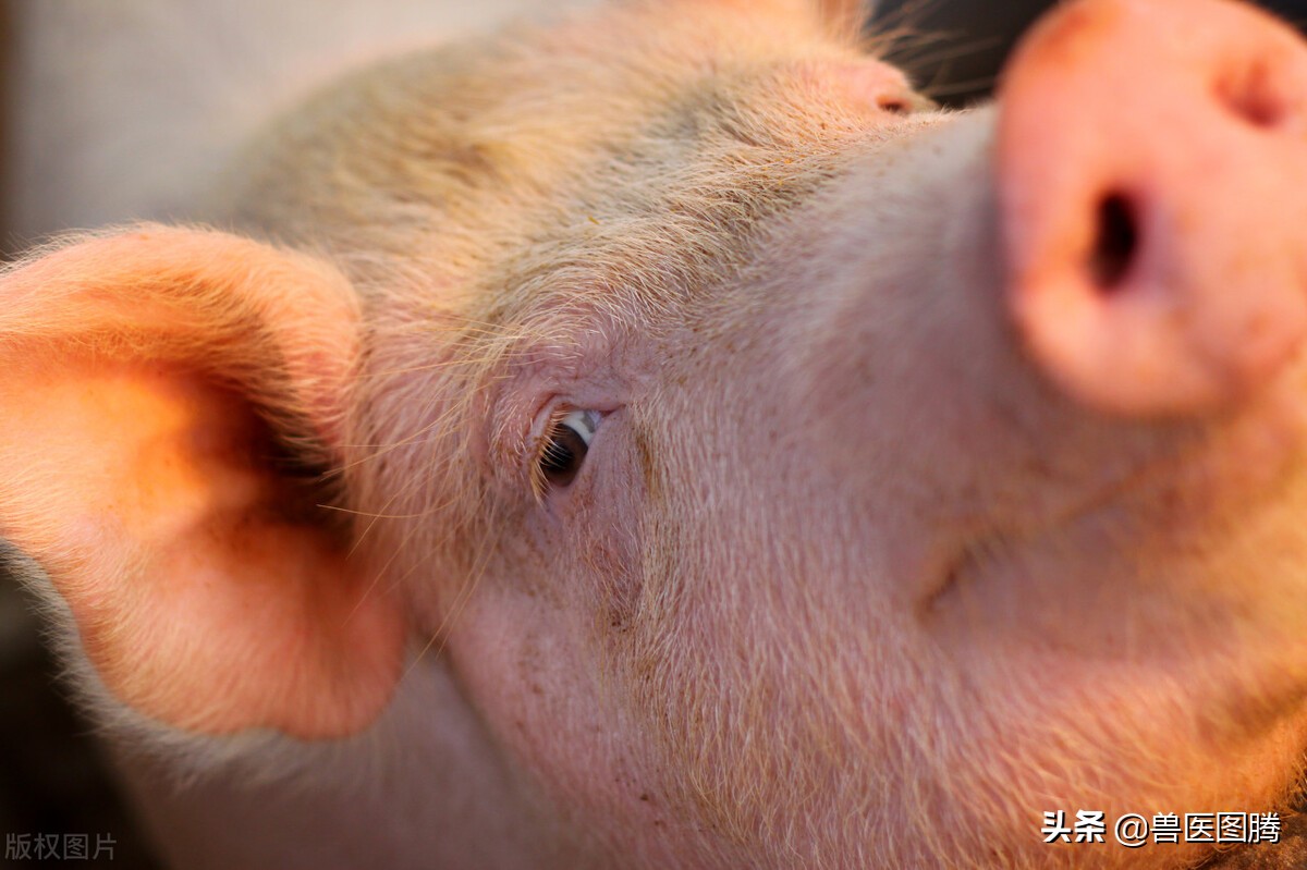 又到猪咳喘高发期，20年老兽医教你对症下药，解决猪久喘不治