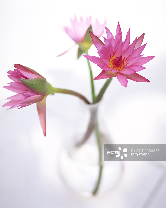 6种美好的花儿，陪你走过整个夏天的各个节气